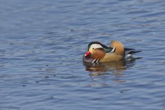 Mandarin Duck, Aix galericulata