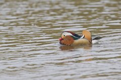 Mandarin Duck, Aix galericulata