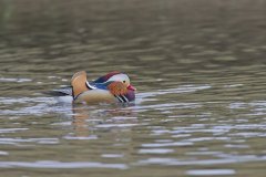 Mandarin Duck, Aix galericulata