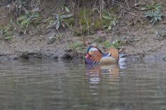 Mandarin Duck, Aix galericulata