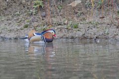 Mandarin Duck, Aix galericulata