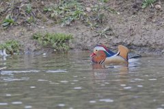 Mandarin Duck, Aix galericulata