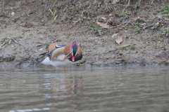 Mandarin Duck, Aix galericulata