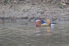 Mandarin Duck, Aix galericulata