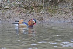 Mandarin Duck, Aix galericulata