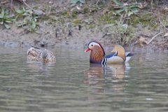 Mandarin Duck, Aix galericulata