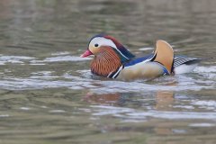 Mandarin Duck, Aix galericulata