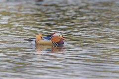 Mandarin Duck, Aix galericulata