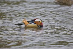 Mandarin Duck, Aix galericulata