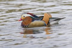 Mandarin Duck, Aix galericulata