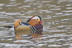 Mandarin Duck, Aix galericulata