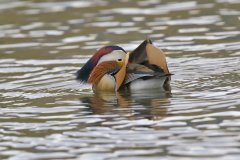 Mandarin Duck, Aix galericulata