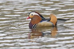 Mandarin Duck, Aix galericulata