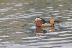 Mandarin Duck, Aix galericulata