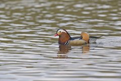 Mandarin Duck, Aix galericulata