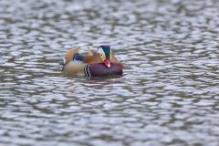 Mandarin Duck, Aix galericulata