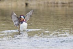 Mandarin Duck, Aix galericulata