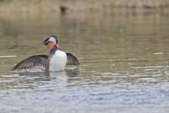 Mandarin Duck, Aix galericulata