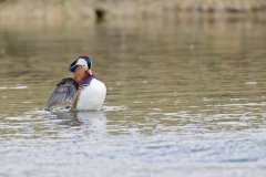 Mandarin Duck, Aix galericulata