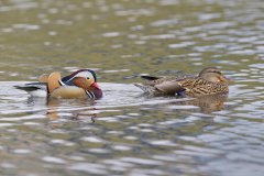 Mandarin Duck, Aix galericulata