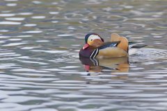 Mandarin Duck, Aix galericulata