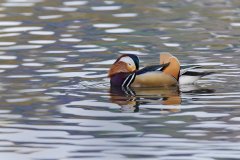 Mandarin Duck, Aix galericulata