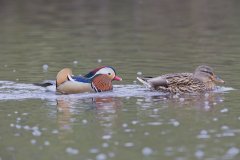 Mandarin Duck, Aix galericulata