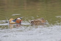 Mandarin Duck, Aix galericulata