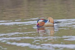 Mandarin Duck, Aix galericulata