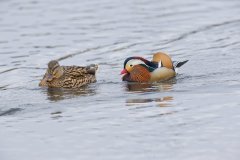 Mandarin Duck, Aix galericulata