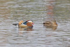 Mandarin Duck, Aix galericulata