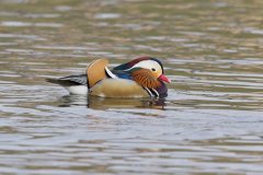 Mandarin Duck, Aix galericulata