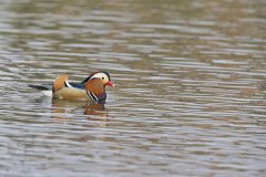 Mandarin Duck, Aix galericulata