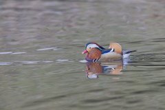 Mandarin Duck, Aix galericulata