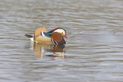 Mandarin Duck, Aix galericulata