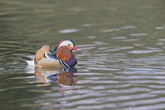 Mandarin Duck, Aix galericulata