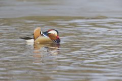 Mandarin Duck, Aix galericulata