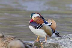 Mandarin Duck, Aix galericulata