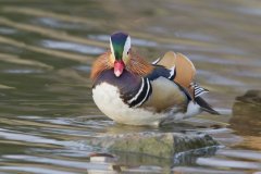 Mandarin Duck, Aix galericulata