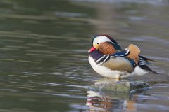 Mandarin Duck, Aix galericulata