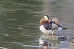 Mandarin Duck, Aix galericulata