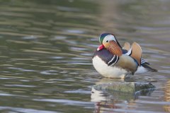 Mandarin Duck, Aix galericulata