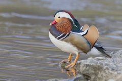 Mandarin Duck, Aix galericulata