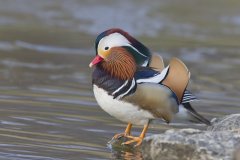 Mandarin Duck, Aix galericulata