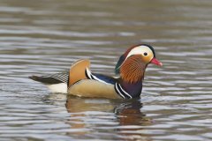 Mandarin Duck, Aix galericulata