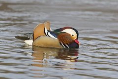 Mandarin Duck, Aix galericulata