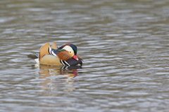 Mandarin Duck, Aix galericulata