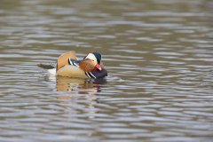 Mandarin Duck, Aix galericulata