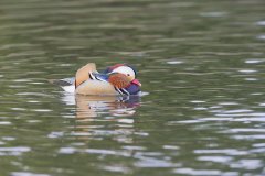 Mandarin Duck, Aix galericulata