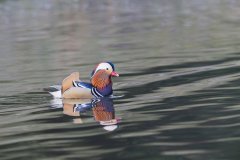 Mandarin Duck, Aix galericulata